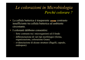 colorazioni in microbiologia