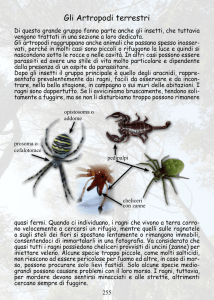 ragni e insetti primitivi