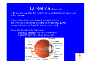 La Retina Anatomia