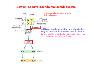 Metabolismo dei nucleotidi 2