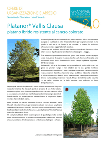 Platanor® Vallis Clausa