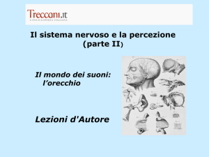 Il sistema nervoso e la percezione (seconda parte )