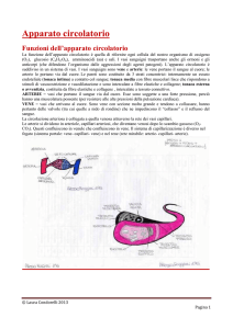 apparato circolatorio finito