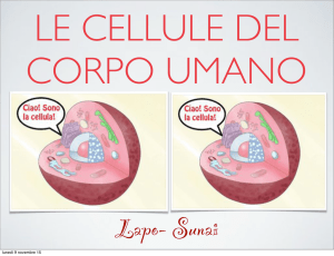 Le cellule dell`uomo