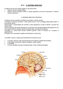 Il Sistema Nervoso - Istituto Guglielmo Marconi di Prato