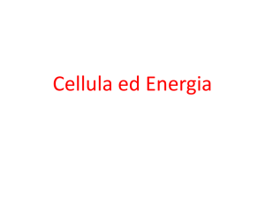 Cellula ed Energia