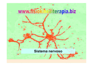 Sistema nervoso - Fisiokinesiterapia