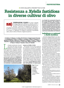 BOSCIA_Resistenza a Xf di diverse cultivar di olivo_Inf Agr