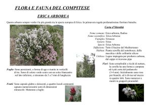 Erica - Camellietum Compitese