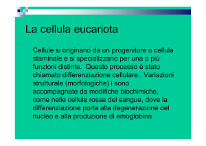 La cellula eucariota