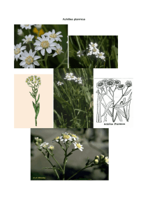 Achillea ptarmica