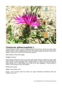 Centaurea sphaerocephala L.