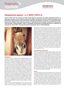 Herpesvirus equino