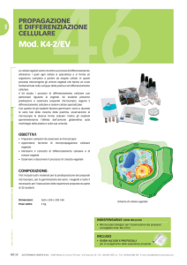 k4-2/ev - propagazione e differenziazione cellulare