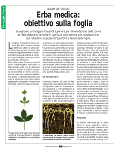 Erba medica: obiettivo sulla foglia