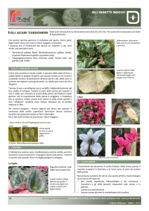 Acari tarsonemi - Morel Diffusion