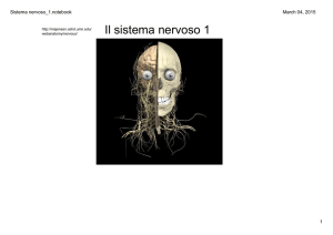 Sistema nervoso_1.notebook