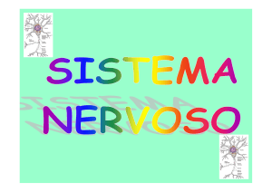 11-SISTEMA NERVOSO 2017