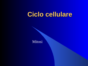 Ciclo cellulare