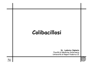 Colibacillosi