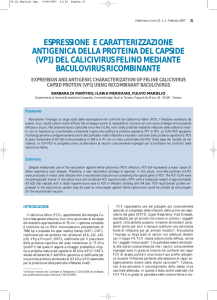 espressione e caratterizzazione antigenica della proteina del capside