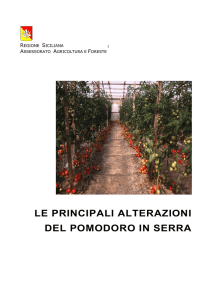 Alterazioni del Pomodoro in Serra