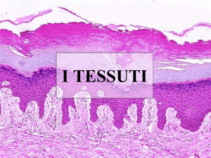 tessuto osseo - Didascienze.it