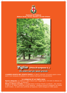 Tiglio (Tilia X europaea L.) Un albero per gli