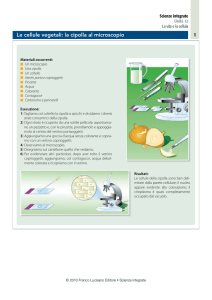 Le cellule vegetali: la cipolla al microscopio