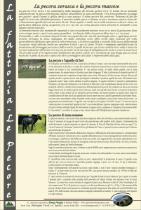 La Pecora zerasca - Parco Nazionale dell`Appennino Tosco