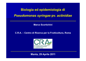 Biologia ed epidemiologia di Pseudomonas syringae pv. actinidiae