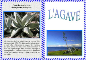 Cosa si può ricavare dalla pianta dell`agave
