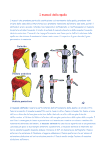 I muscoli della spalla
