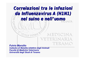 Correlazioni tra le infezioni da Influenzavirus A (H1N1) nel suino e