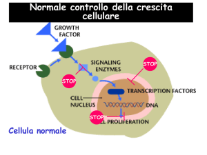 Normale controllo della crescita cellulare