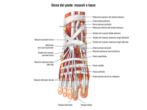 Dorso del piede: muscoli e fasce