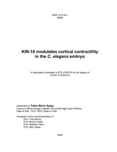 KIN-18 modulates cortical contractility in the C - ETH E