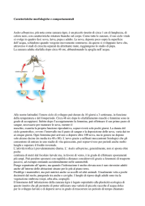 Caratteristiche morfologiche e comportamentali Aedes albopictus