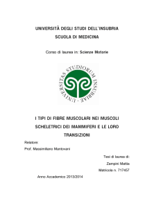 I tipi di fibre muscolari nei muscoli scheletrici dei mammiferi e le loro