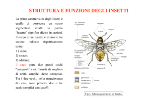 struttura e funzioni degli insetti