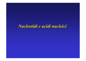 Nucleotidi e acidi nucleici