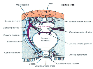anatomia funzionale1 d
