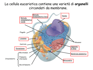 La cellula eucariotica contiene una varietà di organelli circondati da