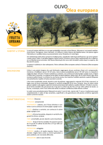 olivo - Frutta Urbana