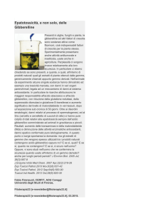 Epatotossicità delle giberelline. 12.04.2015.