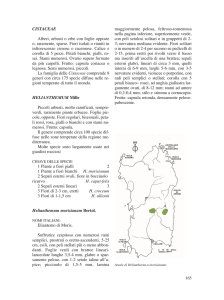 Sezione settima [file