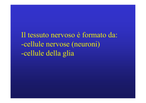 Il tessuto nervoso