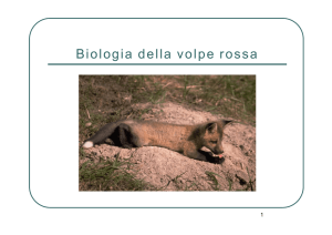 Biologia della volpe rossa