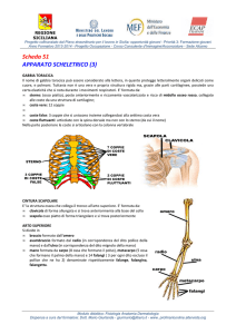 Fisiologia Anatomia Dermatologia - emmegiclick
