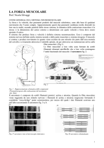 la forza muscolare